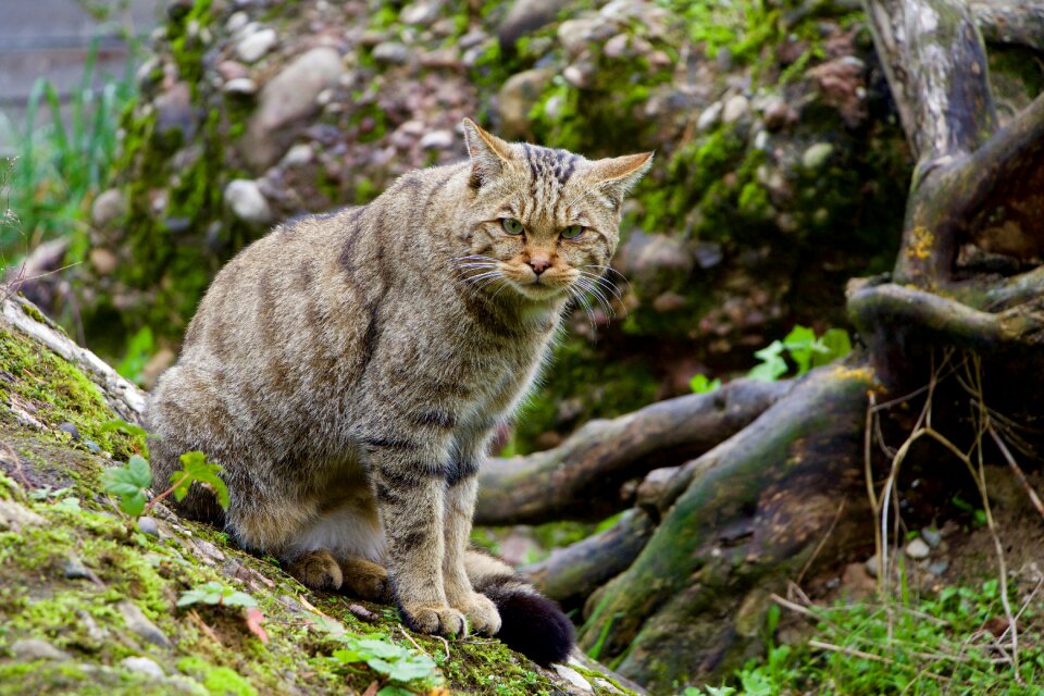 Nature animals wildcat photo