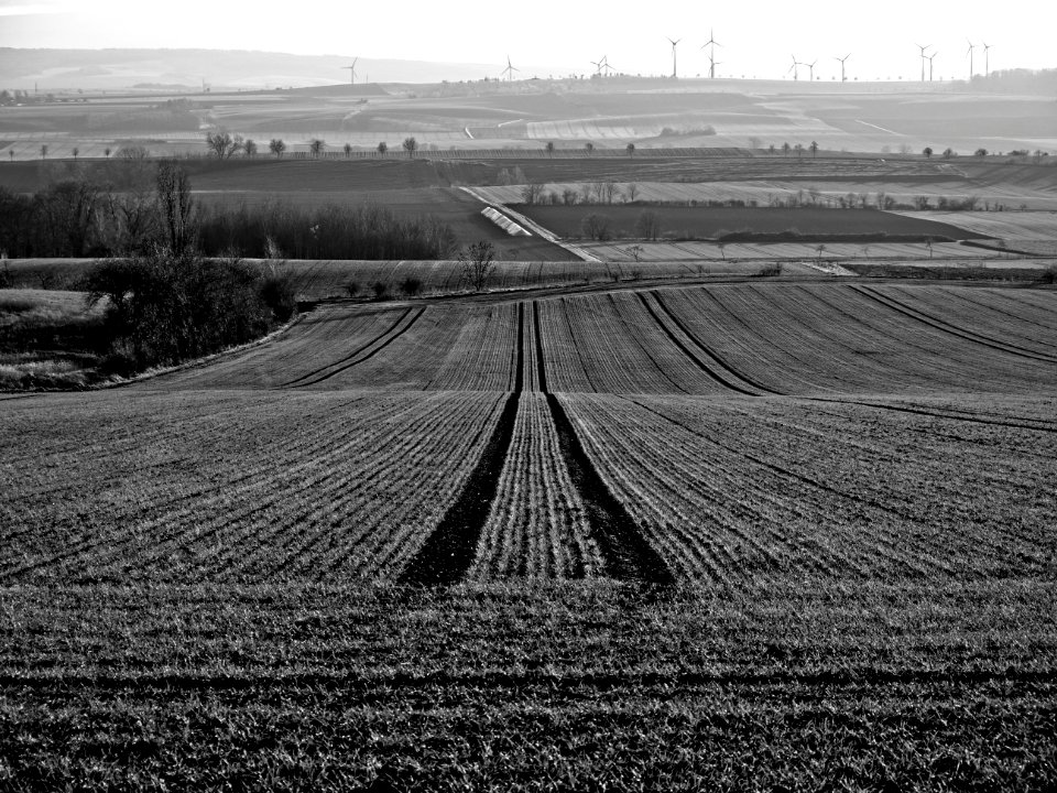 Field