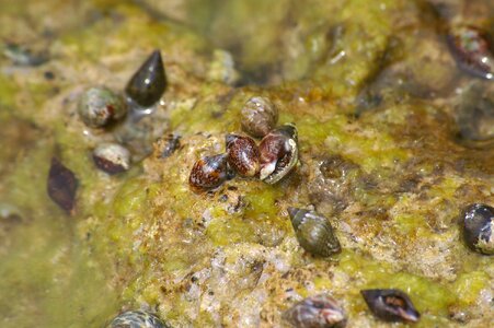 Mediterranean shell water