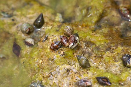 Mediterranean shell water photo