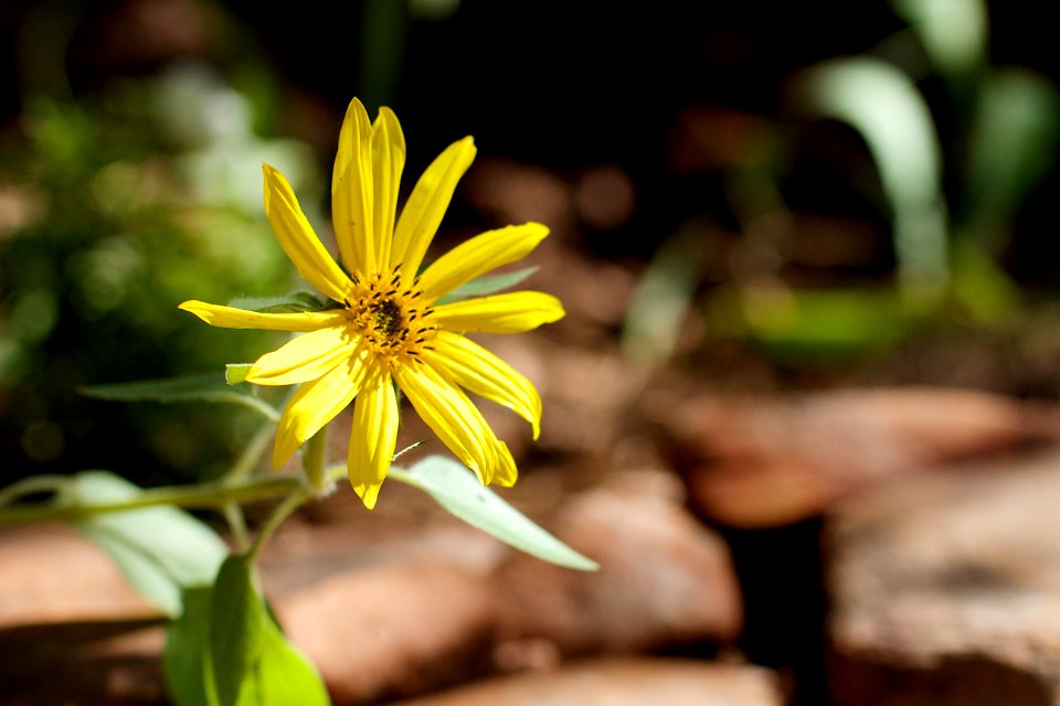Little Sun
