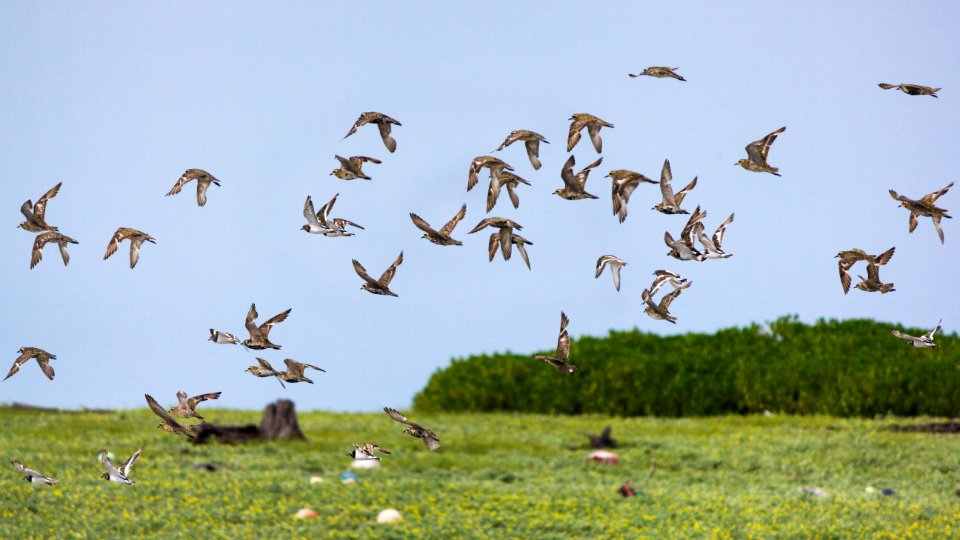 A mixed flock of Pacific golden plovers (Pluvialis fulva) and ruddy turnstones (Arenaria interpres) flies over Eastern Island