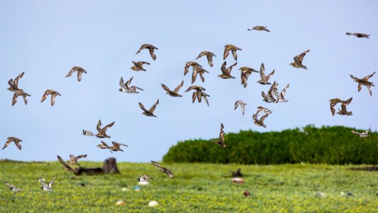 A mixed flock of Pacific golden plovers (Pluvialis fulva) and ruddy turnstones (Arenaria interpres) flies over Eastern Island photo