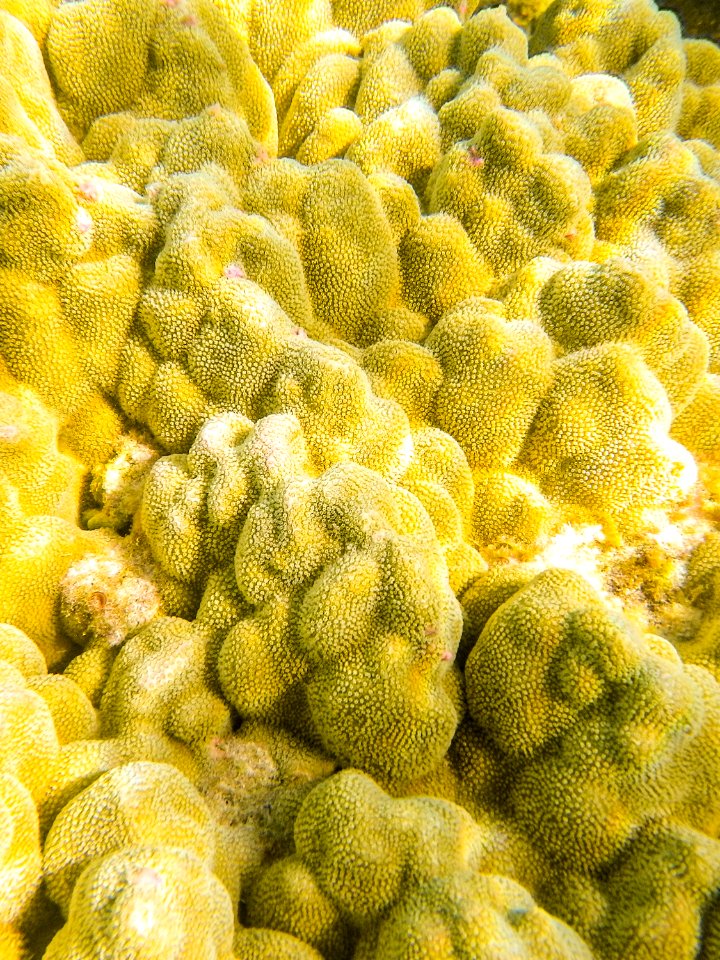 Close-up of the yellow coral growing in Midway's fringing reef