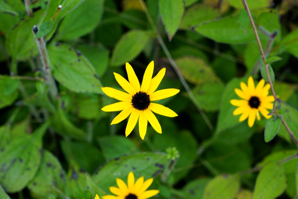 Yellow flower blossom bloom
