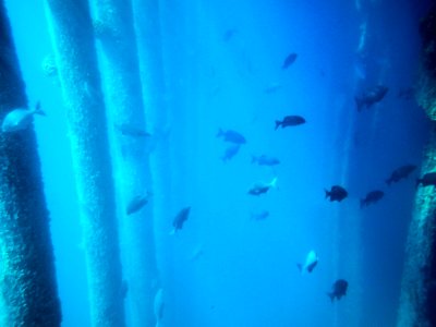 Fish swim under Midway's cargo pier photo
