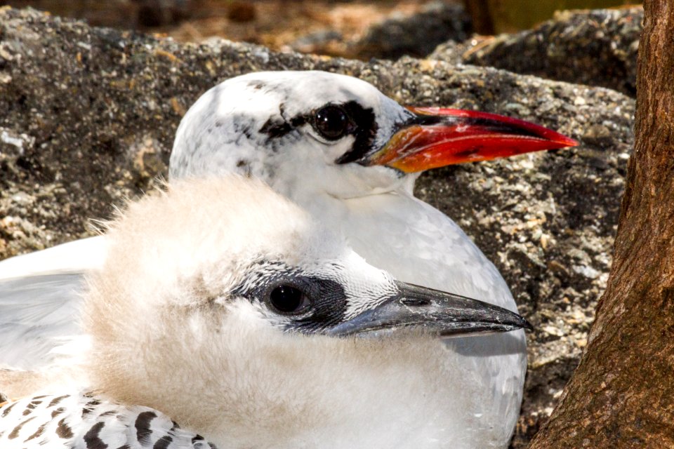 A red-tailed tropicbird (Phaethon rubricauda) parent with its chick