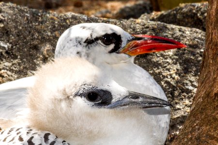 A red-tailed tropicbird (Phaethon rubricauda) parent with its chick photo