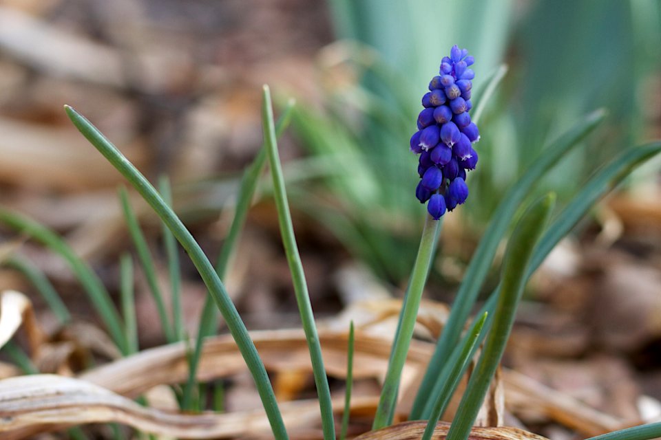 Do you want Great Hyacinth with that?