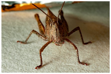 Brown grasshopper macro photo