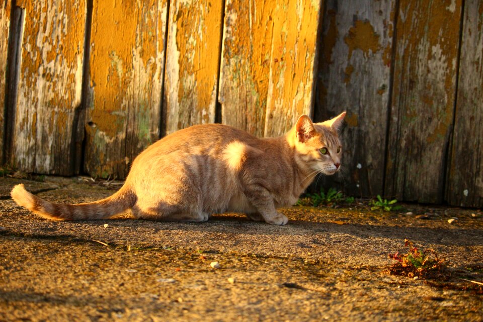 Evening light kitten fall color