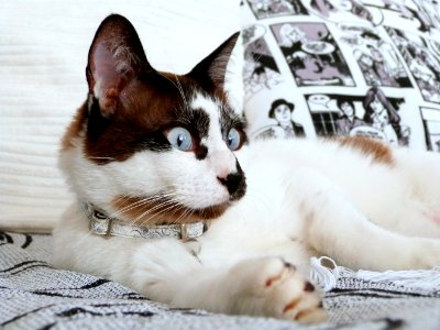 Judging the new bed spread