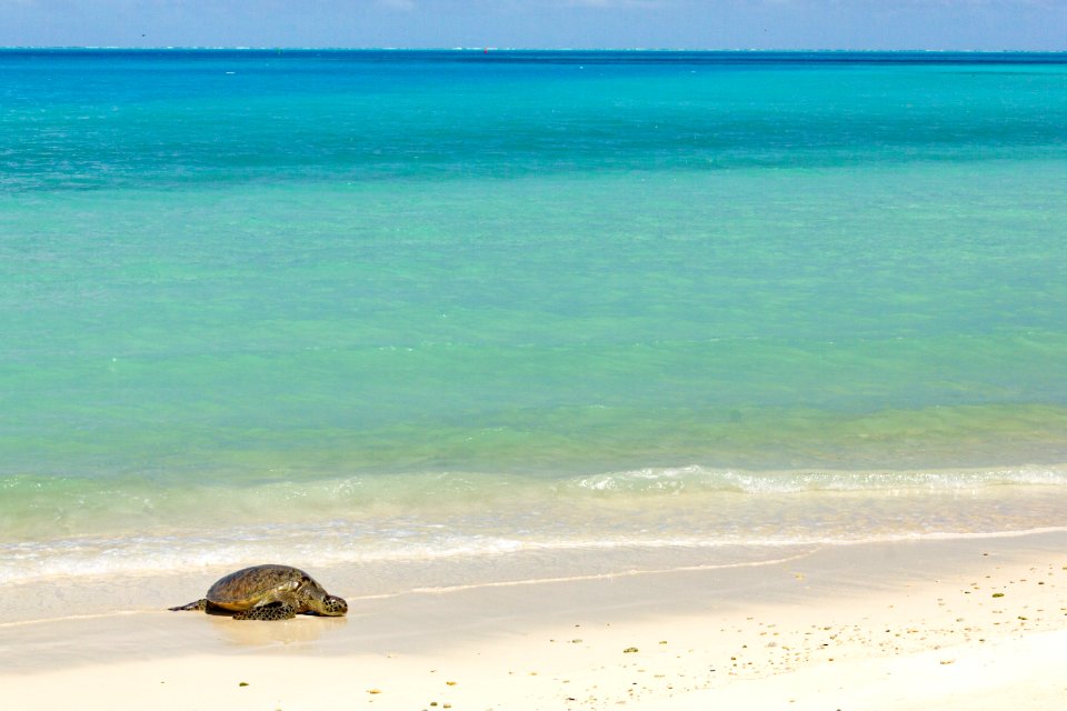 A green sea turtle (Chelonia mydas) rests on North Beach, beside Midway's beautiful lagoon
