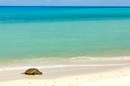 A green sea turtle (Chelonia mydas) rests on North Beach, beside Midway's beautiful lagoon photo