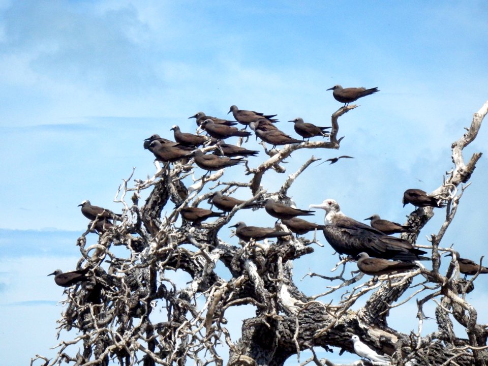 Brown noddies (Anous stolidus) and a juvenile great frigatebird (Fregata minor) sit in a dead tree on Eastern Island