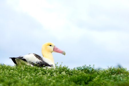 A short-tailed albatross (Phoebastria albatrus) sits on Sand Island