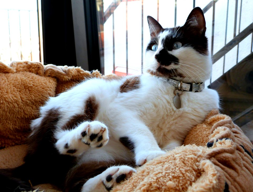 Such an elegant pose, Shunso