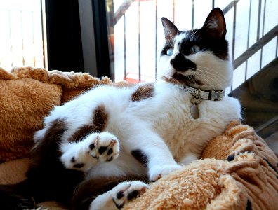 Such an elegant pose, Shunso