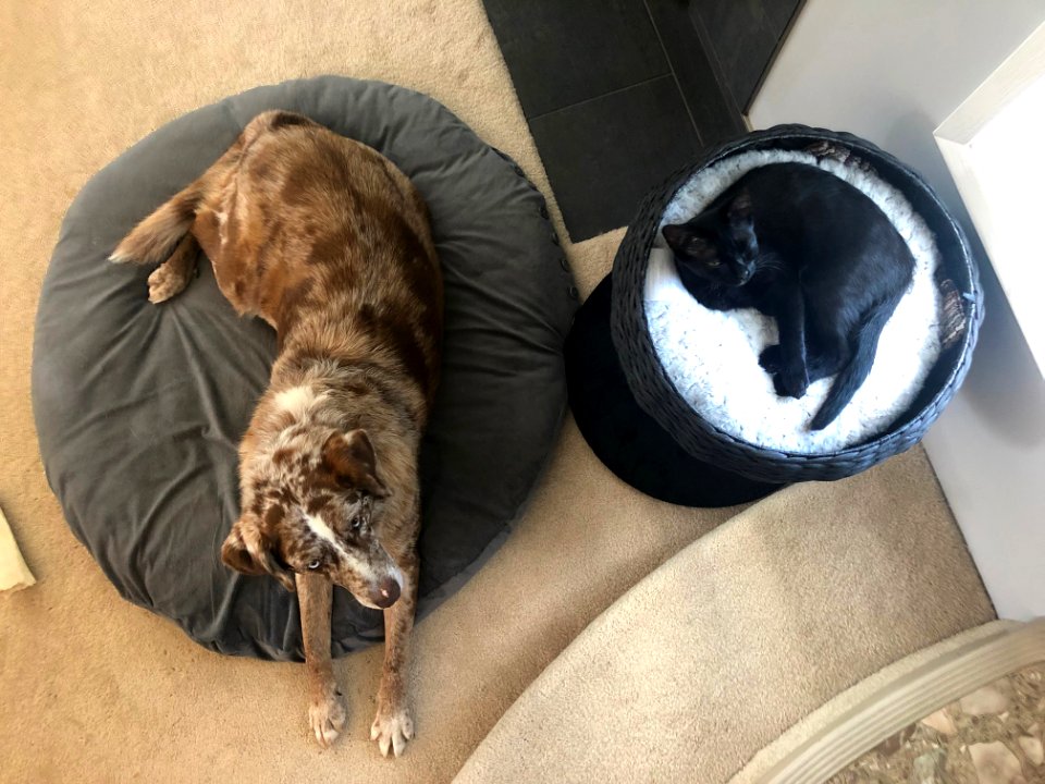 2020/366/207 Felix and Mags Lounging Together