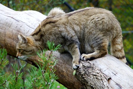 Nature animals wildcat photo