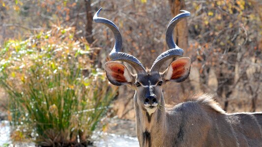 Khudu wildlife portrait