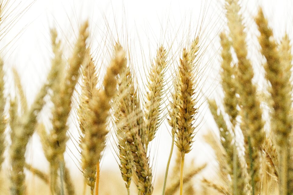 Wheat straw in rice field