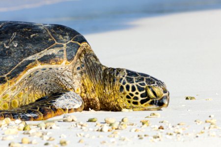 A green sea turtle (Chelonia mydas) rests on the appropriately named Turtle Beach