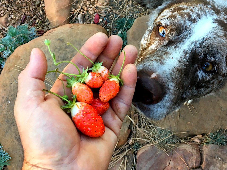 Hey! That's MY Handful of Strawberries!