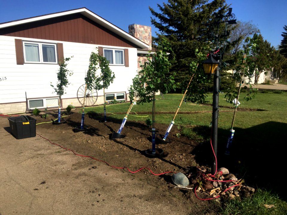 The Plan to Forest the Yard