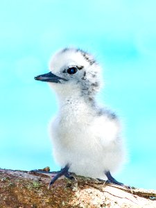 An adorable white tern (Gygis alba) chick against Midway's blue shoals
