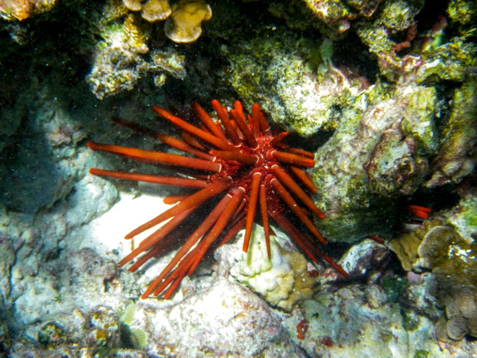 A red slate pencil urchin (Heterocentrotus mamillatus) on Midway's fringing reef