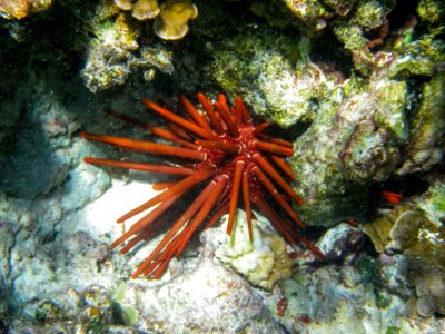 A red slate pencil urchin (Heterocentrotus mamillatus) on Midway's fringing reef photo