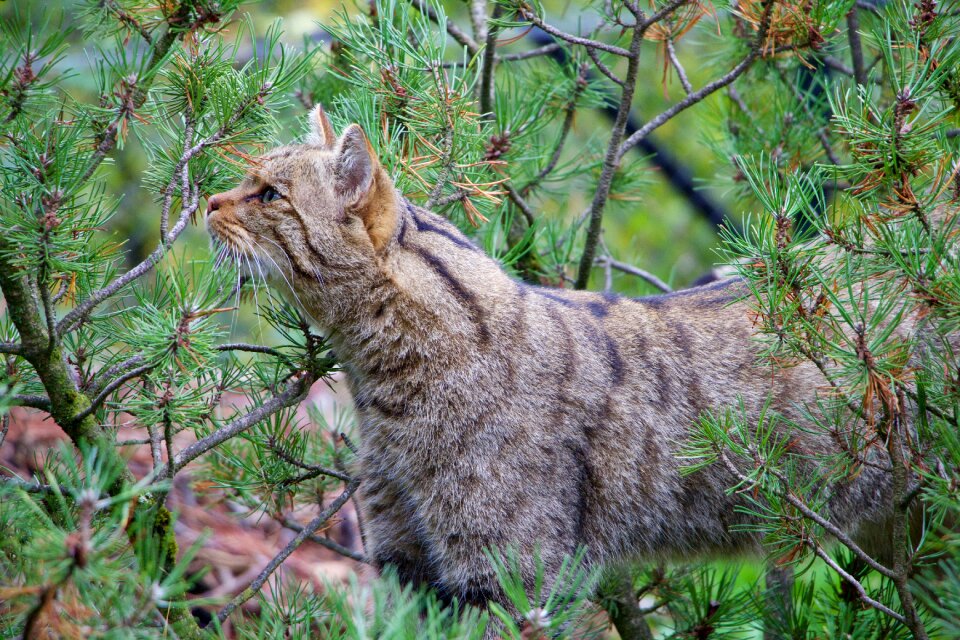 Nature animals wildcat photo