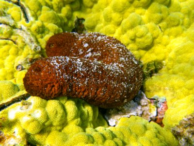 A sea cucumber on the yellow coral in Midway's fringing reef