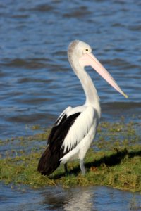 Pelecanus conspicillatus 2