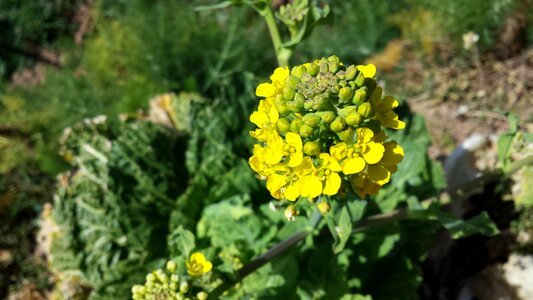 Green plant vegetable