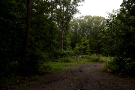 Link's forest