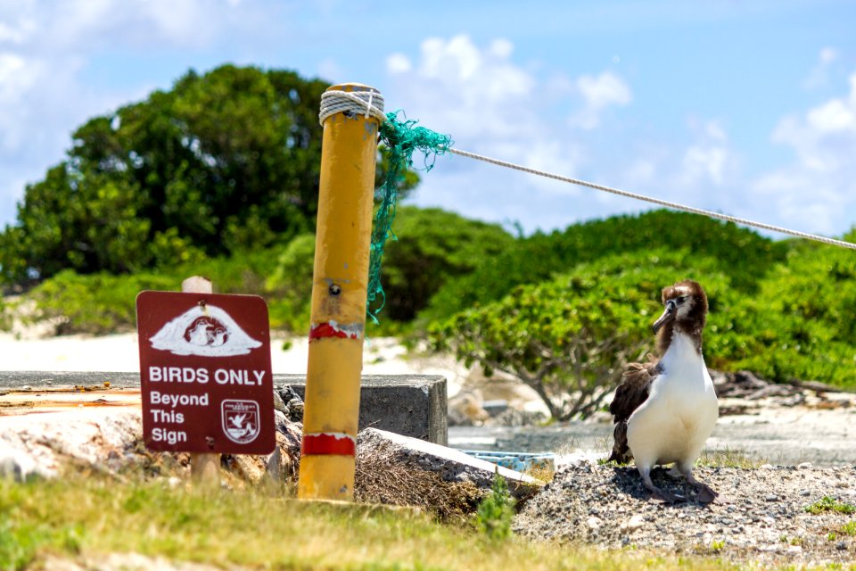 A juvenile Laysan albatross (Phoebastria immutabilis) in front of Turtle Beach