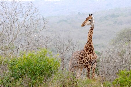 Giraffe landscape wild animal