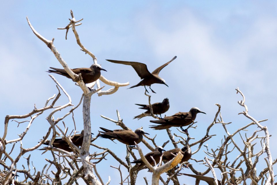 Brown noddies (Anous stolidus) sit in a dead tree on Eastern Island