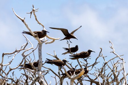 Brown noddies (Anous stolidus) sit in a dead tree on Eastern Island photo