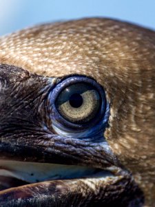 Extreme close-up of a juvenile red-footed booby (Sula sula) eye