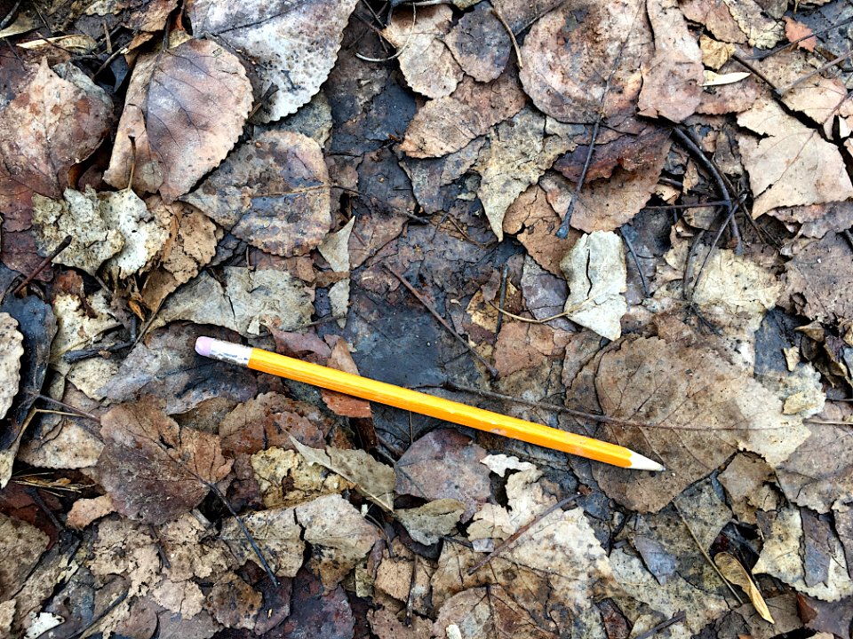 Fall for Writing