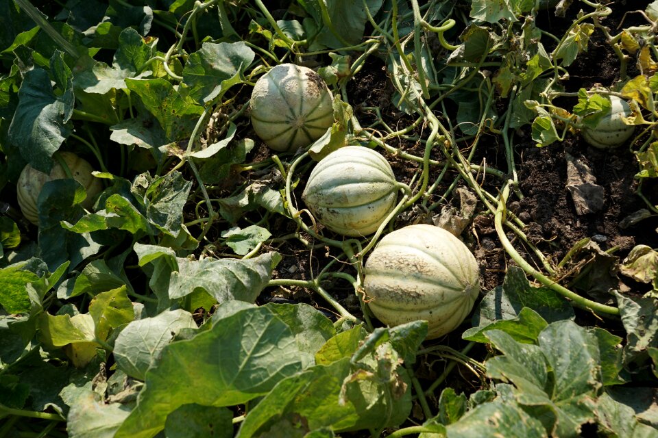 Cantaloupe earth green