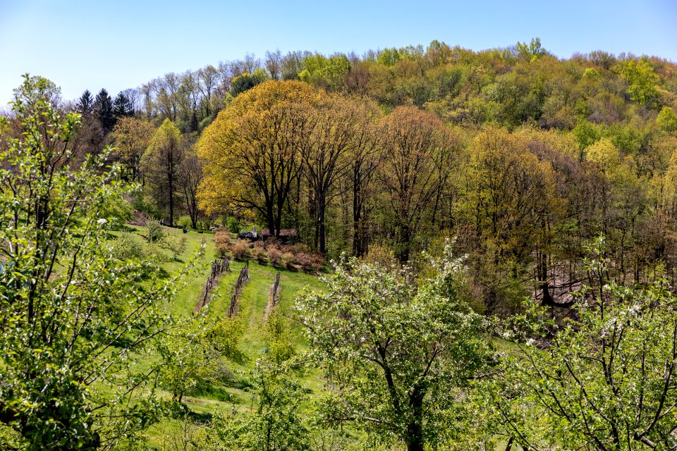 Norman's Apple Orchard