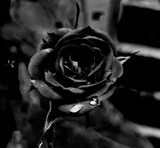 Black Rose photo