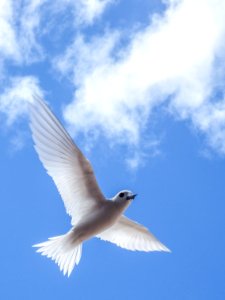 A white tern (Gygis alba) checks me out