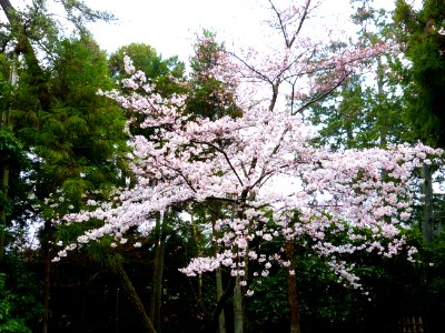 Kyoto day 5