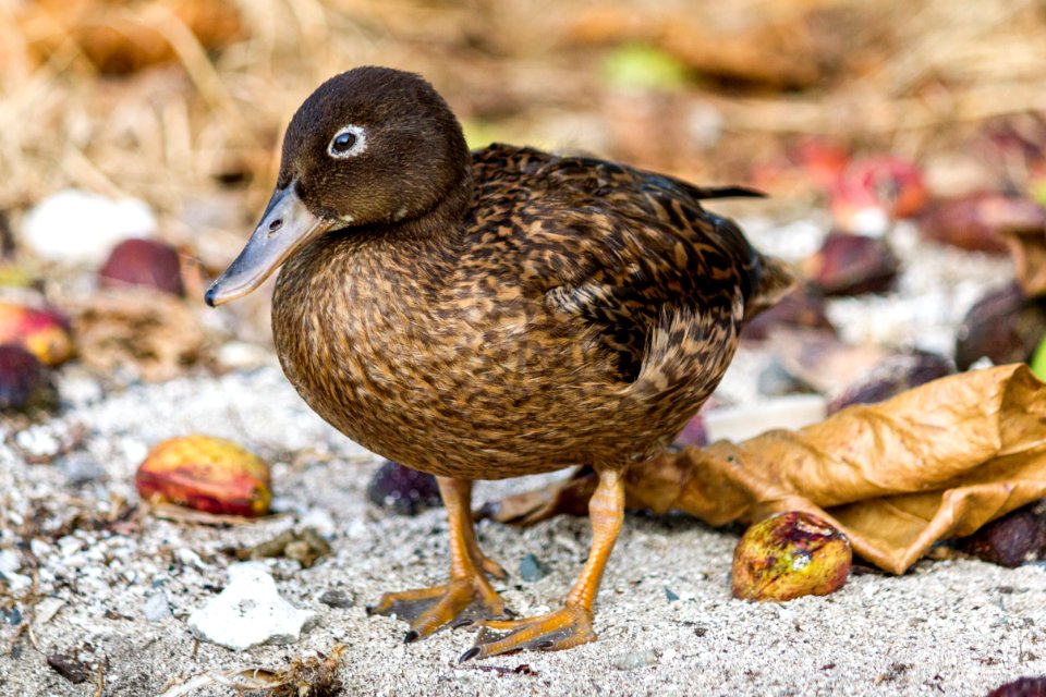 A juvenile female Laysan duck (Anas laysanensis) forages in front of the Chugach office among the fallen nuts