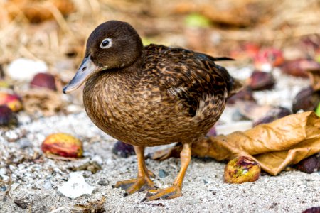 A juvenile female Laysan duck (Anas laysanensis) forages in front of the Chugach office among the fallen nuts photo